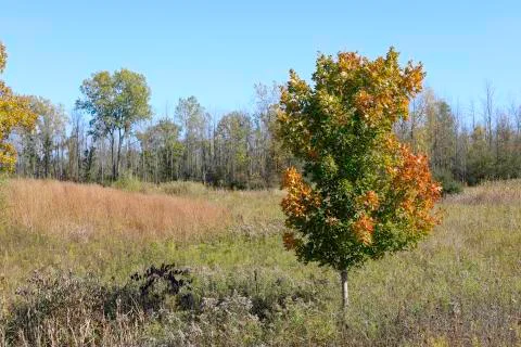 Autumn Maple Stock Photos