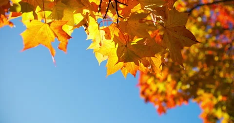 Autumn maple with red leaves Stock Footage 318796080