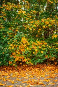 Autumn maple on the sidewalk Stock Photos