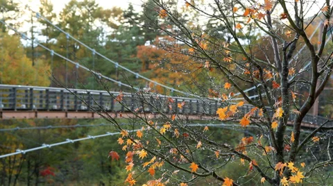 Autumn maple with a suspension bridge in the background. Stock Footage 32809197