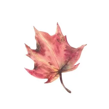 Autumn maple, sycamore or plane leaf red, green, burgundy and golden colour.. 库存插图