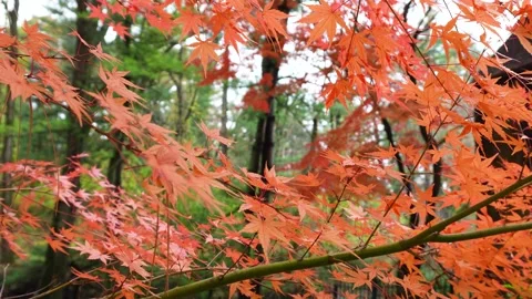 Autumn Maple Tree 4K Silent5 Stock Footage 320761231
