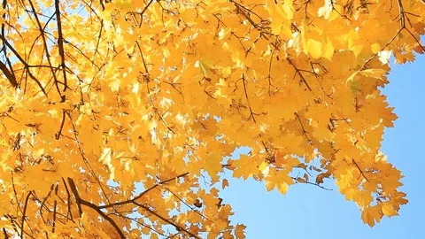 Autumn maple tree against the blue sky Stock Footage 81387084