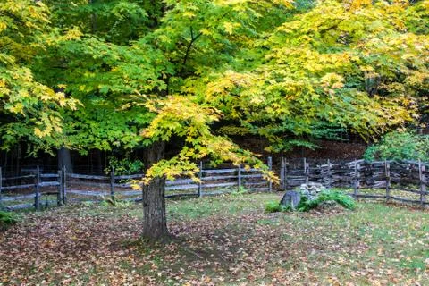 Autumn Maple Tree and Split Rail Fence Stock Photos
