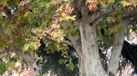 Autumn Maple Tree Blowing In Wind Stock Footage 12670835