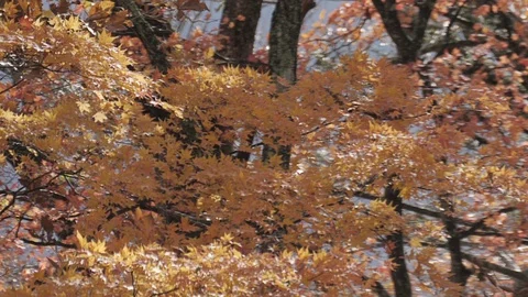 Autumn maple tree blowing in the wind and leaf falling Stock Footage 107085514