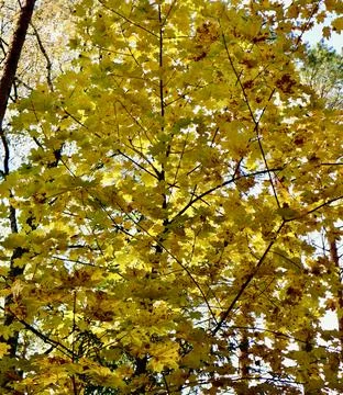 Autumn maple tree branches displaying vibrant yellow foliage against a brig.. Stock Photos