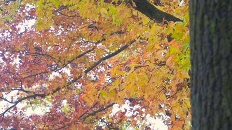 Autumn Maple Tree Branches Swaying in the Soft Seasonal Breeze Stock-Footage 342227295