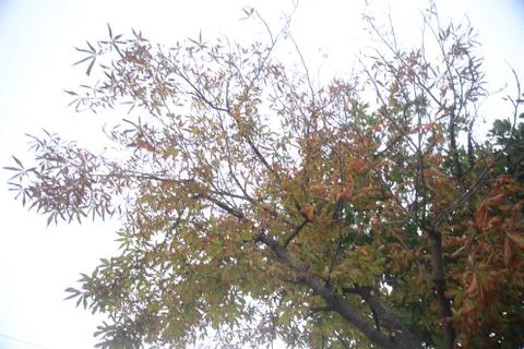Autumn maple tree branches view Stock Photos