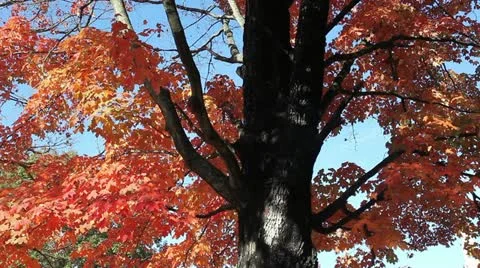 Autumn maple tree close up Stock Footage 22160308