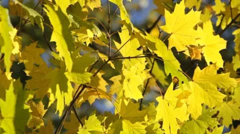 Autumn maple tree Video stock 8894475
