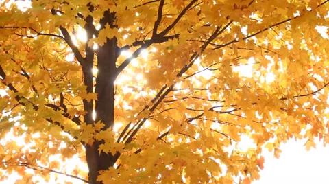 Autumn Maple Tree Stock Footage 32245483