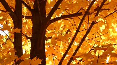 Autumn Maple Tree Stock Footage 32258416