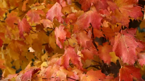 Autumn Maple Tree Stock Footage 32259274