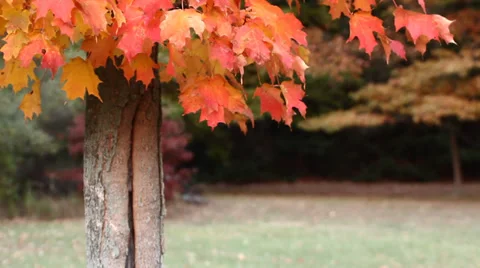 Autumn Maple Tree Stock Footage 32259814