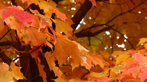 Autumn Maple Tree Stock Footage 32274208