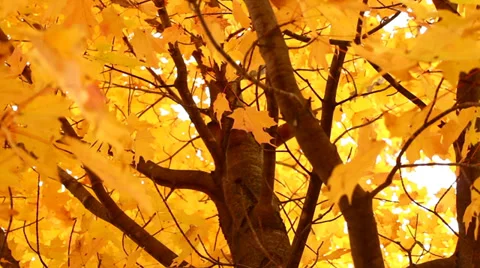 Autumn Maple Tree Stock Footage 32287059