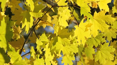 Autumn maple tree Video stock 35570283