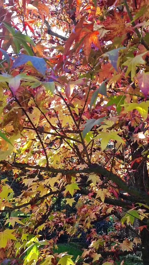 Autumn maple tree Stock Footage 221866528