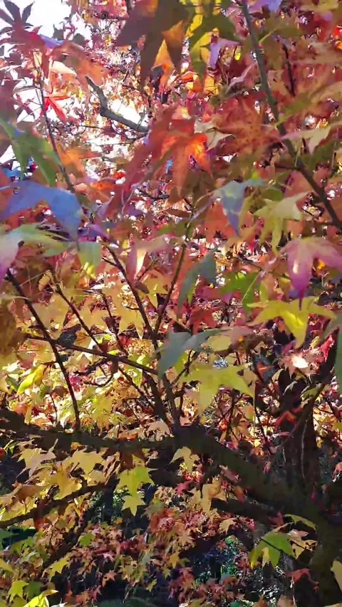 Autumn maple tree Stock Footage 221866553