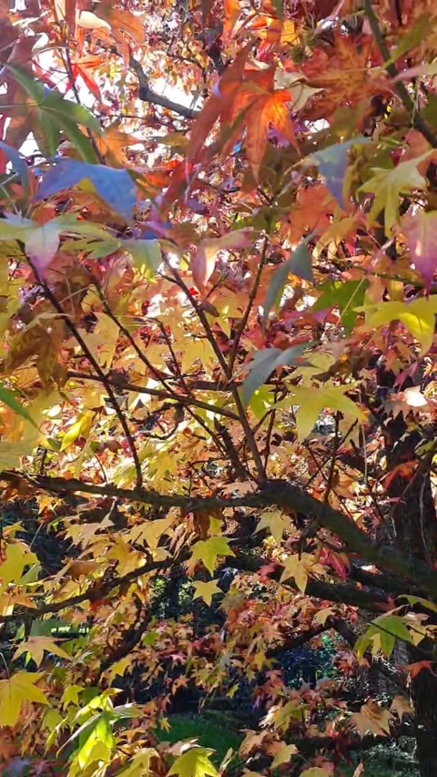 Autumn maple tree Stock Footage 221866557