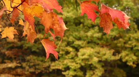 Autumn Maple Tree Leaves Blowing in the Wind Stock Footage 39845969