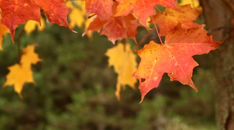 Autumn Maple Tree Leaves Blowing in the Wind Stock Footage 39862870