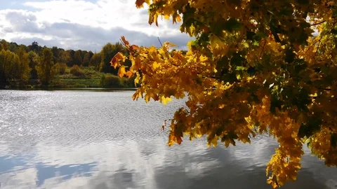 Autumn Maple Tree Leaves In The Wind On The Lake Timelapse Stock Footage 81189545
