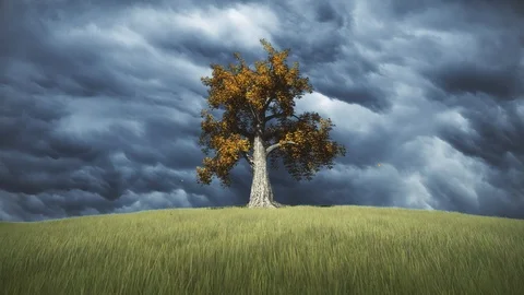 Autumn Maple Tree Overcast Sky Stock Footage 107197180
