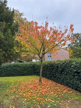 Autumn maple tree in the park, fall season, fall season Foto stock