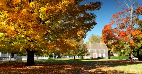 Autumn maple tree in a park in the Hamptons New York Stock Footage 249356883