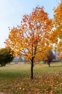 Autumn maple tree in a park. Stock Photos