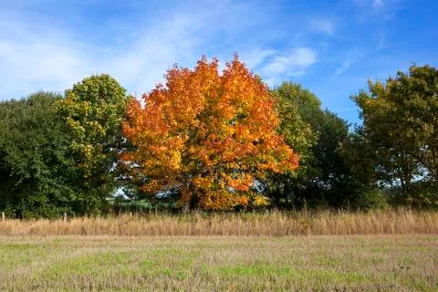 Autumn maple tree Stock Photos