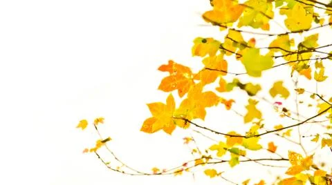 Autumn maple tree Stock Photos