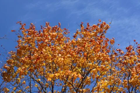 Autumn maple tree Stock Photos