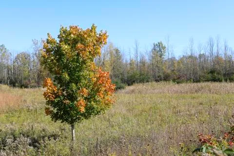 Autumn maple tree Stock Photos