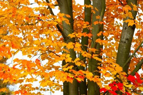 Autumn maple tree Stock-Fotos