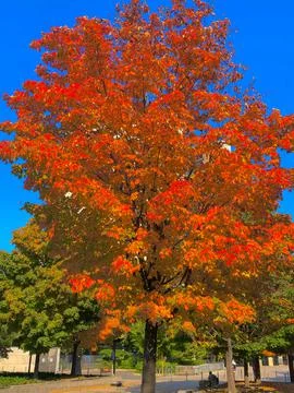 Autumn Maple Tree Stock Photos