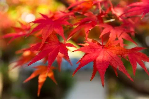 Autumn maple tree Stockfoto's