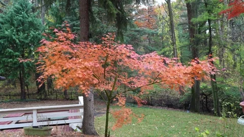 Autumn Maple Tree in a Private Garden Stock Footage 320749697