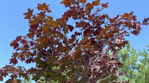 Autumn maple tree with red leaves against a blue sky in the park Stock Footage 249116660
