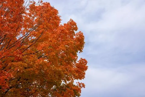 Autumn maple tree on sky background with copy space on the side for text. Lea Stock Photos