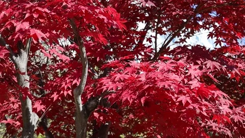 Autumn maple tree with the sunlight 스톡 동영상 303551214
