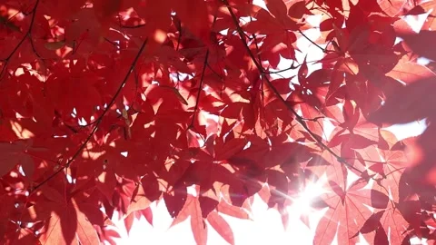 Autumn maple tree with the sunlight Video stock 303551219