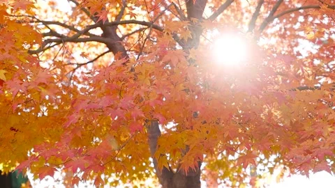 Autumn maple tree with the sunlight Video stock 303551226