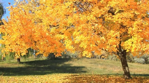 Autumn maple tree in sunny day Vidéo 82256174