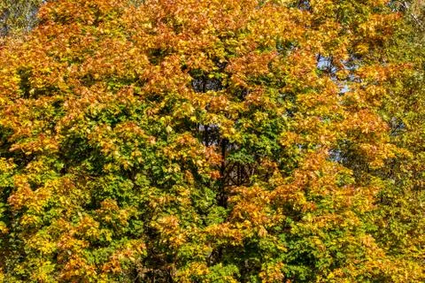 Autumn maple tree under day light full frame background Фото