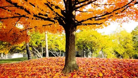 Autumn Maple Tree with Vibrant Fall Leaves in Sunny Park Stock Photos