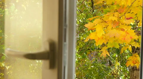Autumn Maple Tree In The Wind. View From The Window. Stock Footage 68497284