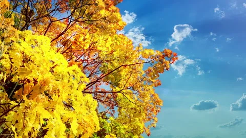 Autumn maple tree with yellow leaves on deep blue sky with running clouds. Vídeos de archivo 237743482